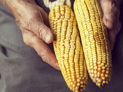 Colheita de milho atinge 94% das áreas em MT, diz Imea; Pátria vê 63,4% para Brasil