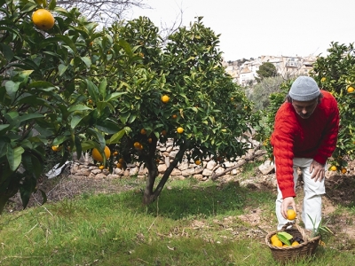 Safra de laranja 2022/23 de SP e MG encerra com aumento de 19,5%