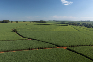 Bioinsumos na produção de cana-de-açúcar: um caminho sustentável e econômico?